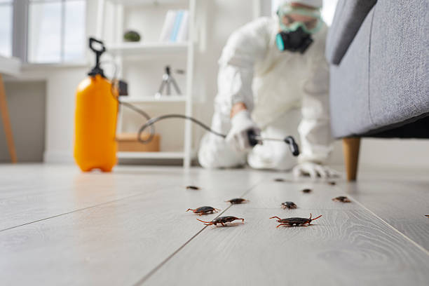 Commercial Rodent Management in Bidwell